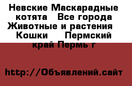 Невские Маскарадные котята - Все города Животные и растения » Кошки   . Пермский край,Пермь г.